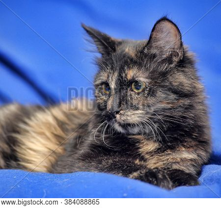 Tortoiseshell Kitten On A Blue Background