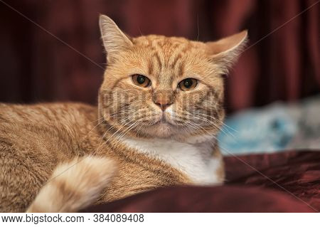 Plump Red Cat
