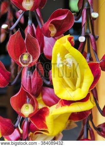 Thunbergia Mysorensis, Branch With Several Flowers And Beautiful Yellow Flower In Close-up.