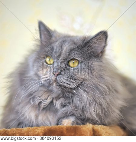 Gray Fluffy Persian Cat