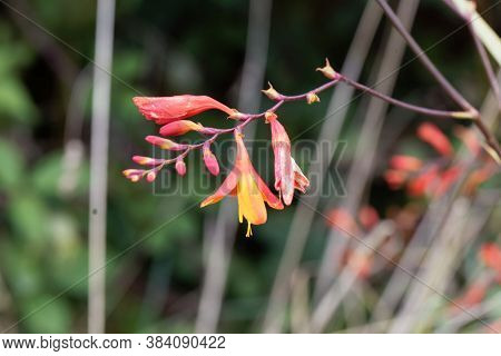 Flowers Of A Montbretia, Crocosmia X Crocosmiiflora