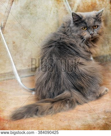 Beautiful Fluffy Cat In The Cattery  Close Up