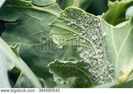 Whitefly Aleyrodes Proletella Agricultural Pest On Cabbage Leaf