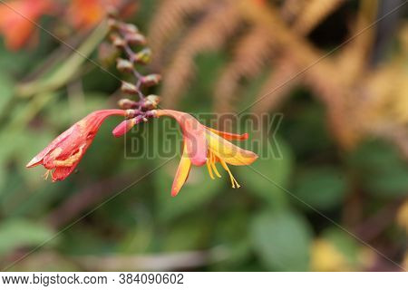 Flowers Of A Montbretia, Crocosmia X Crocosmiiflora