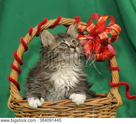 kitten gift basket
