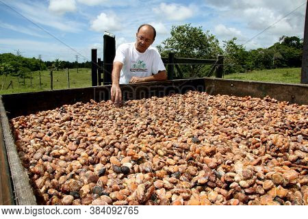 Porto Seguro, Bahia / Brazil - January 16, 2008: Cupuacu Seeds In A Farm Where The Fruit Is Planted 