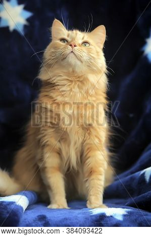Fluffy Red Cat On A Blue Background