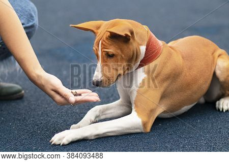 Unrecognizable Person, Hand Of Owner Is Feeding Beautiful Smart Hungry Dog. Training Of Basenji Dog.