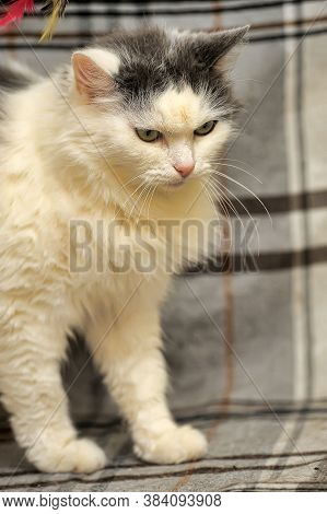 White And Gray Fluffy Cat Close Up