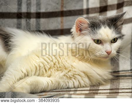 White And Gray Fluffy Cat Close Up