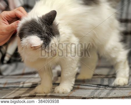 White And Gray Fluffy Cat Close Up