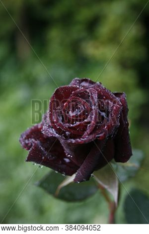 Dark Rose 'black Baccara' After The Rain In The Morning Garden