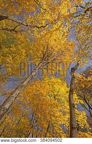 Underneath The Colors Of Fall In Ned Brown Preserve In Illinois
