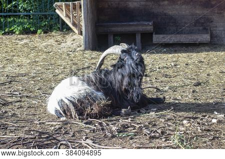 The Valais Blackneck Is A Breed Of Domestic Goat From The Canton Of Valais