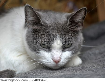Gray With White Sad Cat