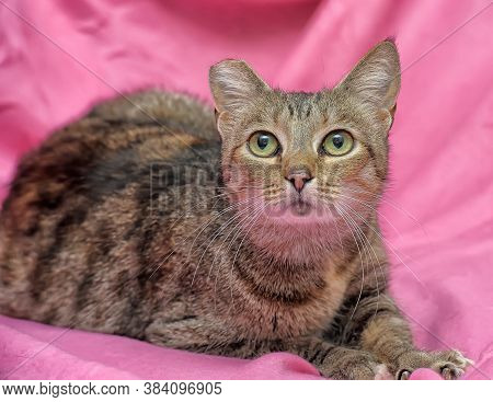 Striped Cat With A Clipped Ear