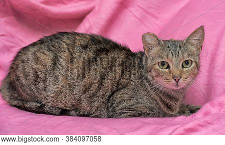 Striped Cat With A Clipped Ear