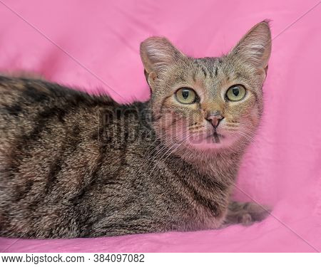 Striped Cat With A Clipped Ear