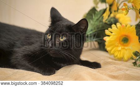 Black Cat And Yellow Flower