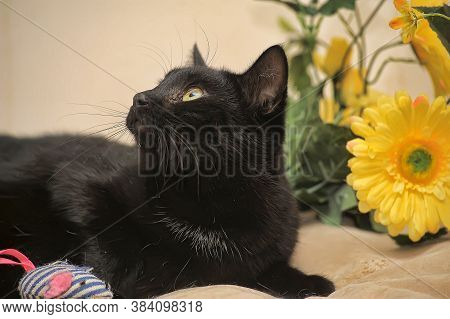 Black Cat And Yellow Flower