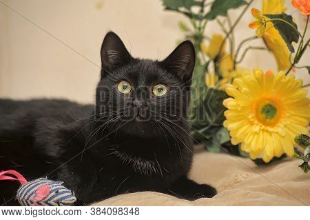 Black Cat And Yellow Flower