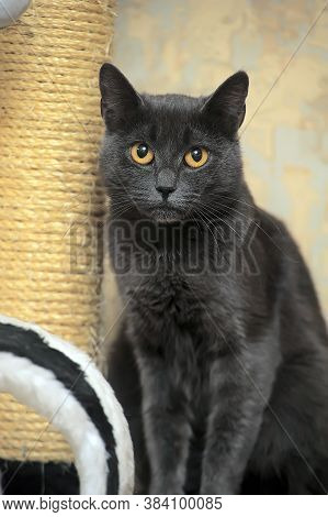 Gray Russian Blue Cat And A Column Of Scratching