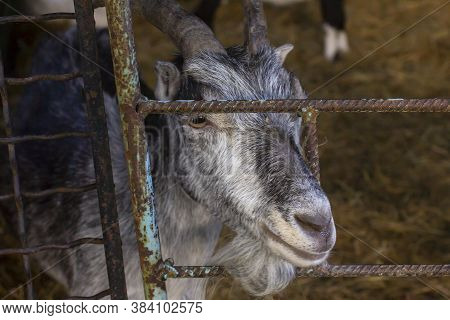 Goat Head At The Zoo. Goat At The Zoo. Animal Head Close-up.