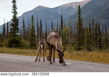 Cariboo Family Walking On A Scenic Road During A Cloudy Morning Sunrise. Taken In Northern Canadian 