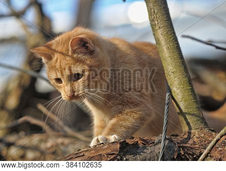 Red Cat On A Tree