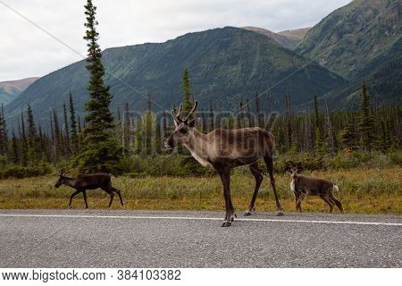 Cariboo Family Walking On A Scenic Road During A Cloudy Morning Sunrise. Taken In Northern Canadian 