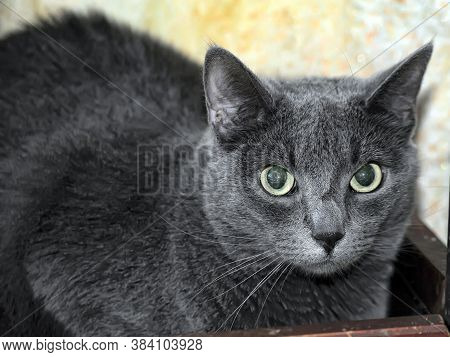 Very Thick Gray Short-haired Cat  Close Up