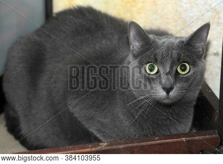 Very Thick Gray Short- Haired Cat  Close Up