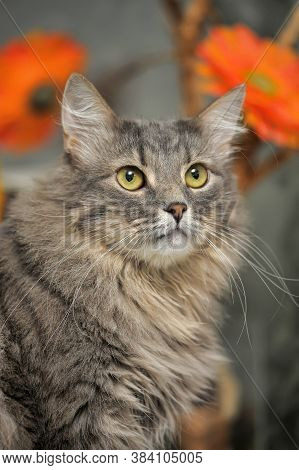 Beautiful Fluffy Gray Cat And Orange Flowers
