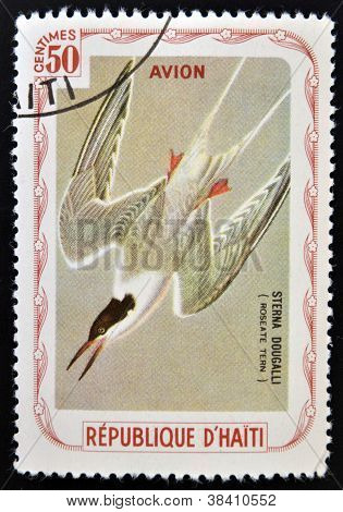 HAITI - CIRCA 1980: Et frimærke, trykt i Haiti viser Sterna Dougalli (Roseate tern) ca. 1980