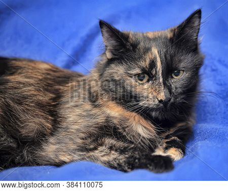 Young Tortoiseshell. Cat