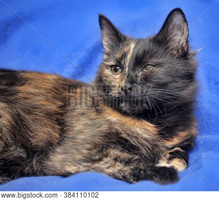 Young Tortoiseshell. Cat