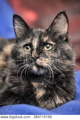Young Tortoiseshell
 Cat  Close Up Indoor Photo