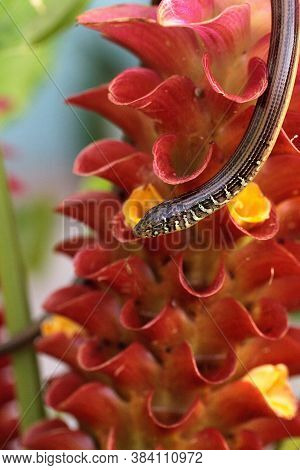 Island Glass Lizard Ophisaurus Compressus Is A Legless Lizard