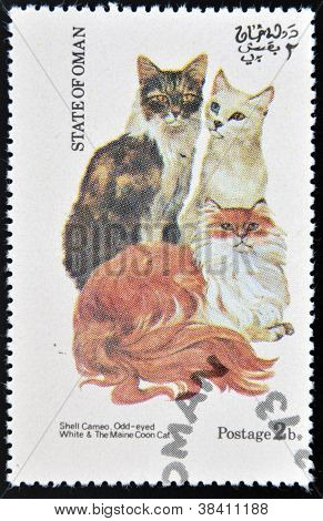 OMAN - CIRCA 1973: stempel gedrukt in staat van Oman gewijd aan katten toont shell cameo odd-eyed wit
