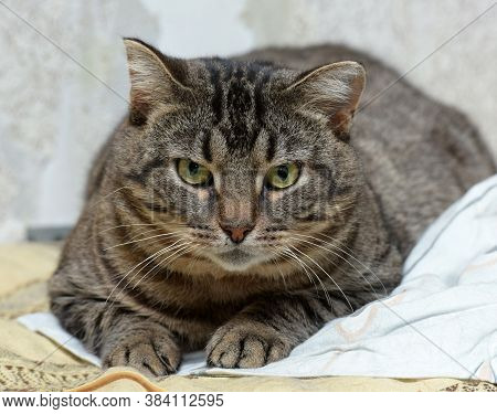Sad Tabby Cat In The Shelter - Portrait