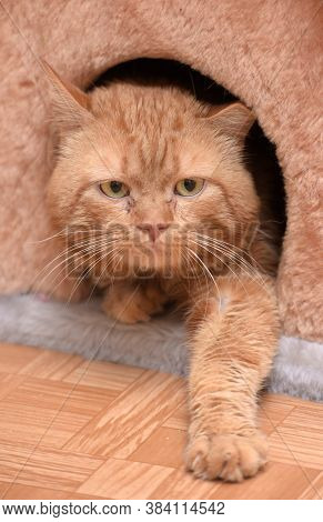 Cat Sitting On The Cat's Plush House