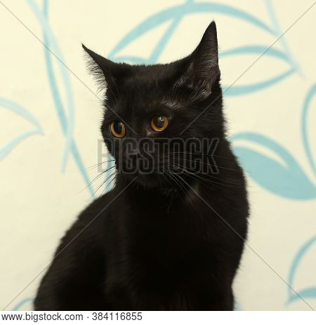 Black Cat With Amber Eyes On A Blue Background