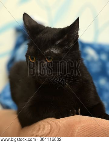 Black Cat With Amber Eyes On A Blue Background