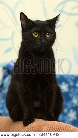Black Cat With Amber Eyes On A Blue Background