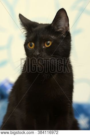 Black Cat With Amber Eyes On A Blue Background