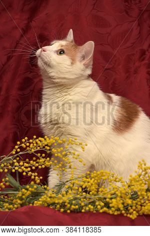 White With A Red Cat And Mimosa On A Red Background