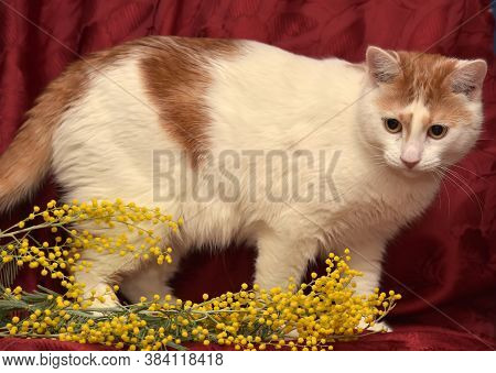 White With A Red Cat And Mimosa On A Red Background