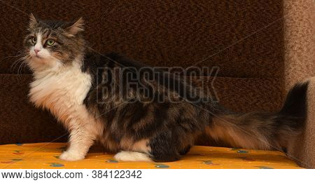 White With Brown Fluffy Cat. Close Up