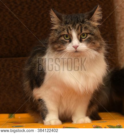 White With Brown Fluffy Cat.