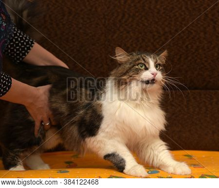 Cat Caught